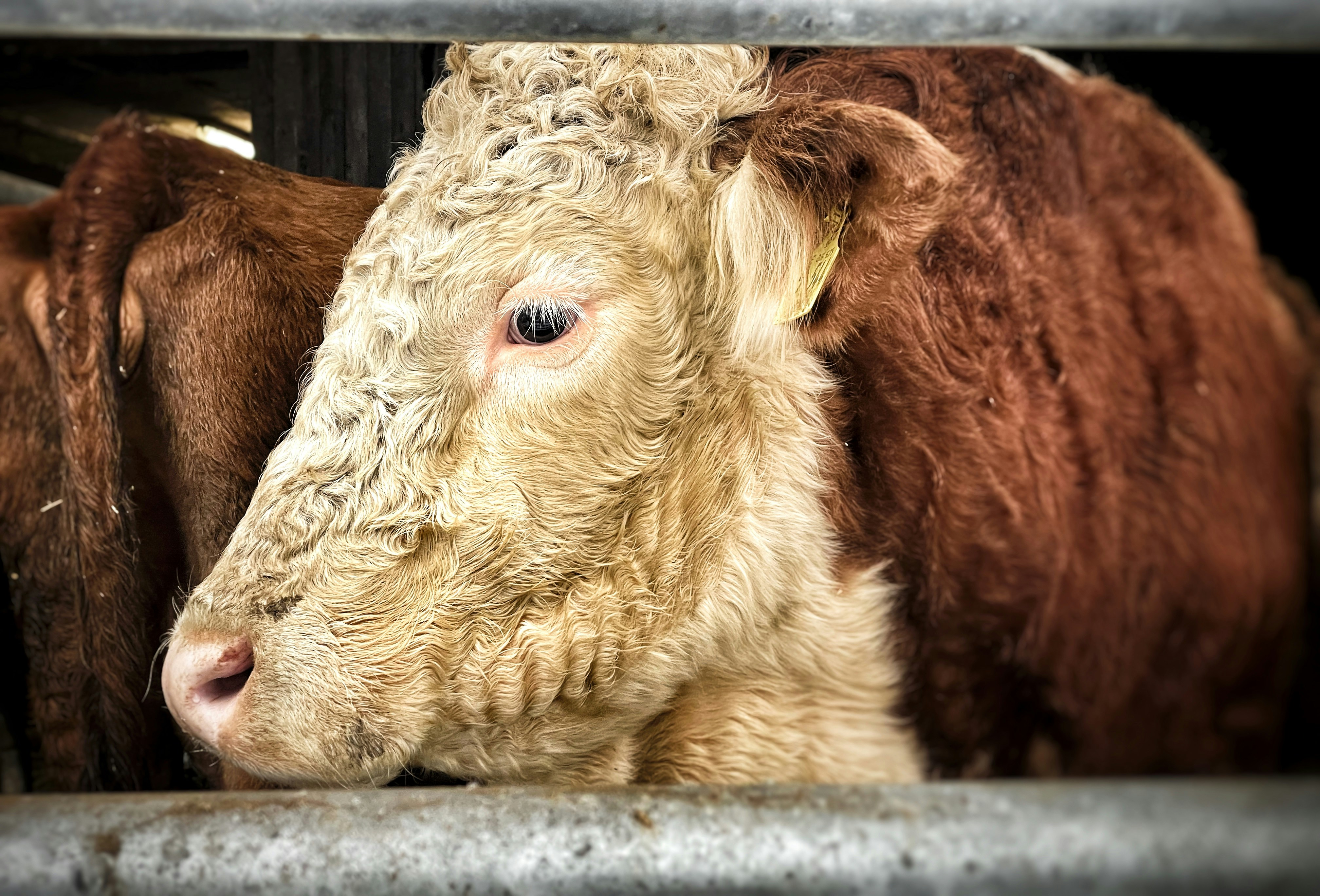 Gros plan d’une vache derrière une clôture