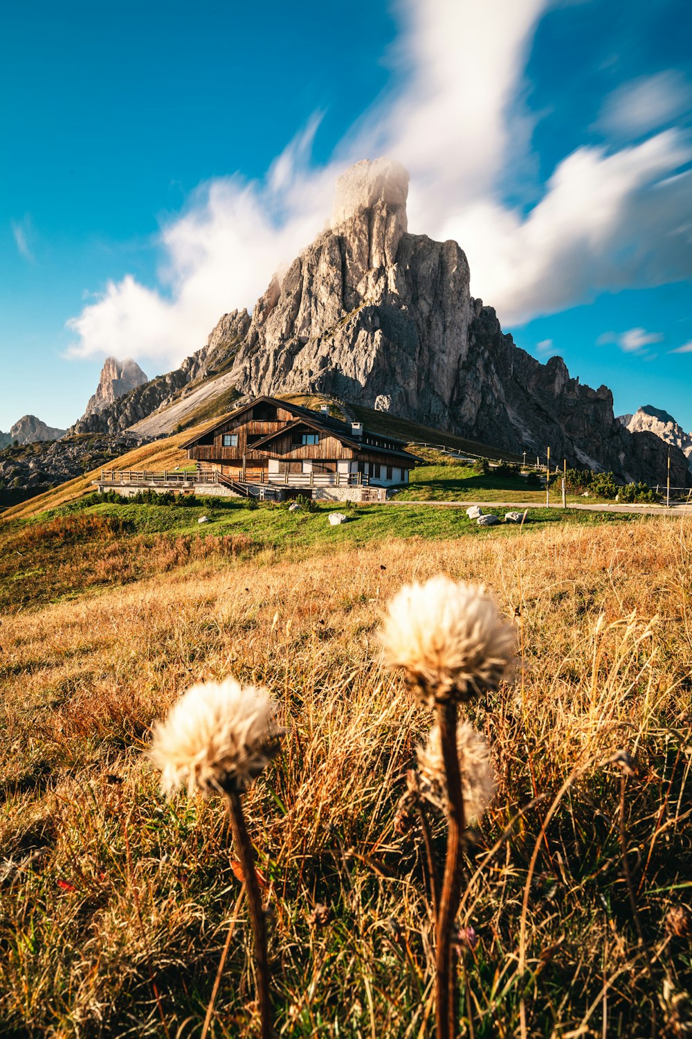 two dandelions in a field with a mountain in the background