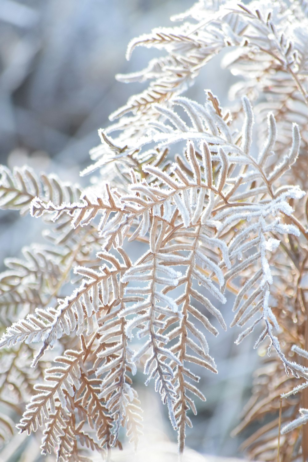 eine Nahaufnahme einer Pflanze mit Frost darauf