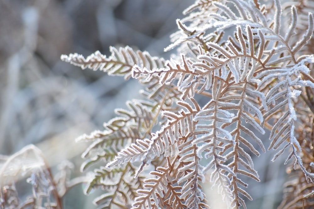 a close up of a plant with frost on it