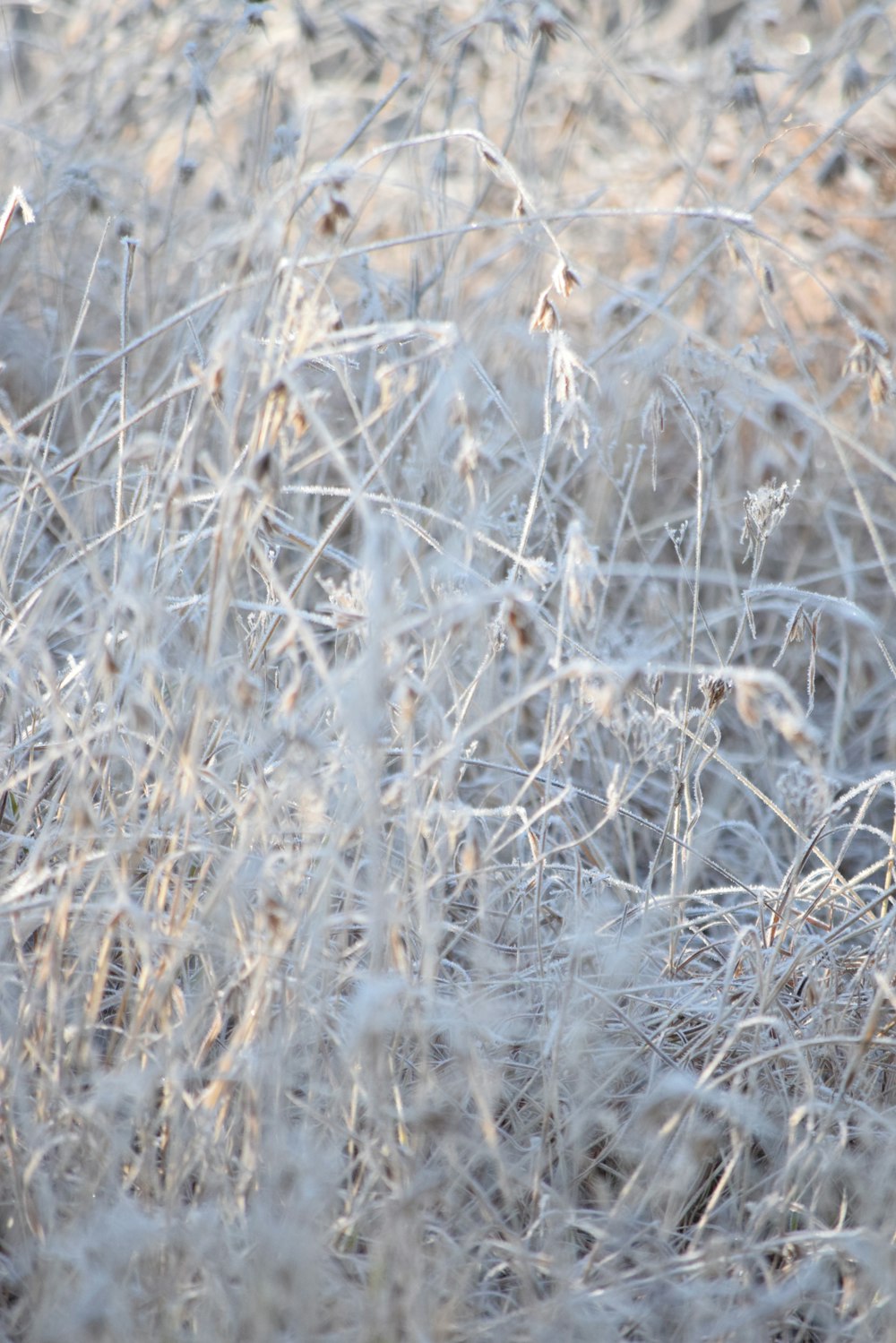 a close up of a bird in a field of grass