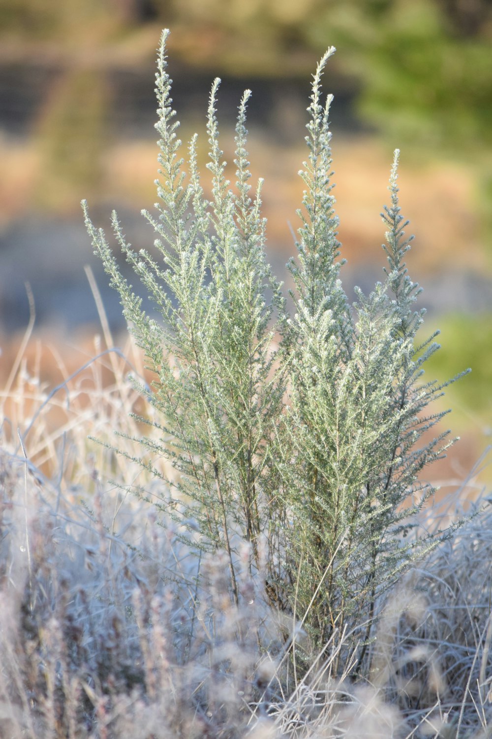 a close up of a plant in a field