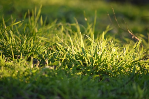 a close up of a grass field with a blurry background