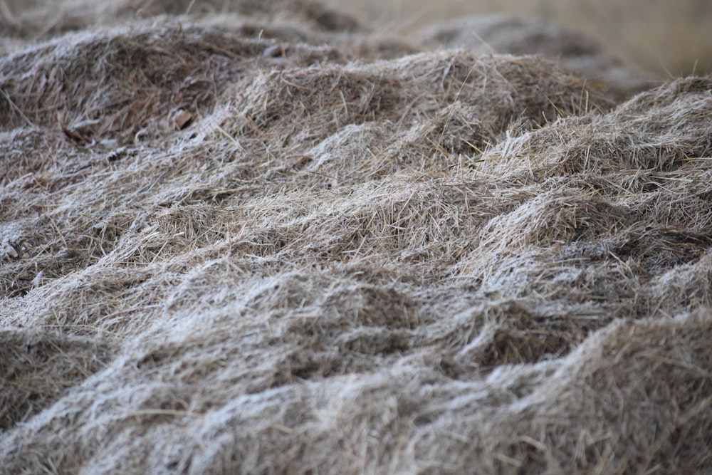 a close up of a pile of hay