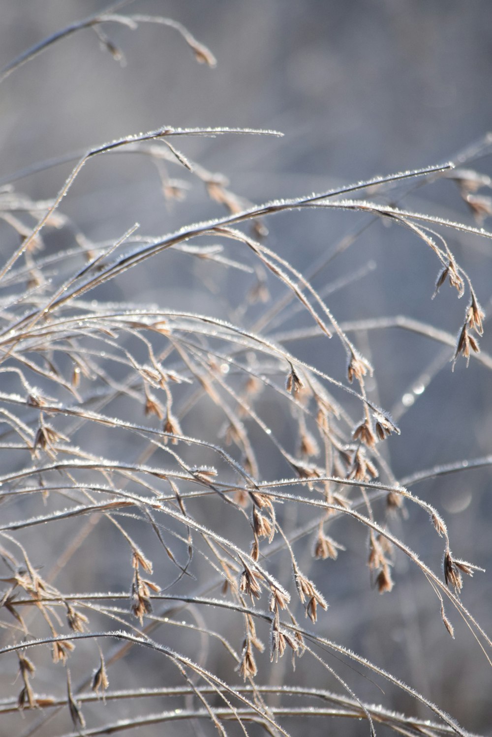 a close up of a plant with some water droplets on it