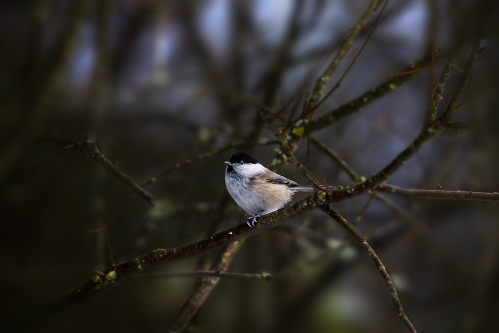 a small bird perched on a branch of a tree