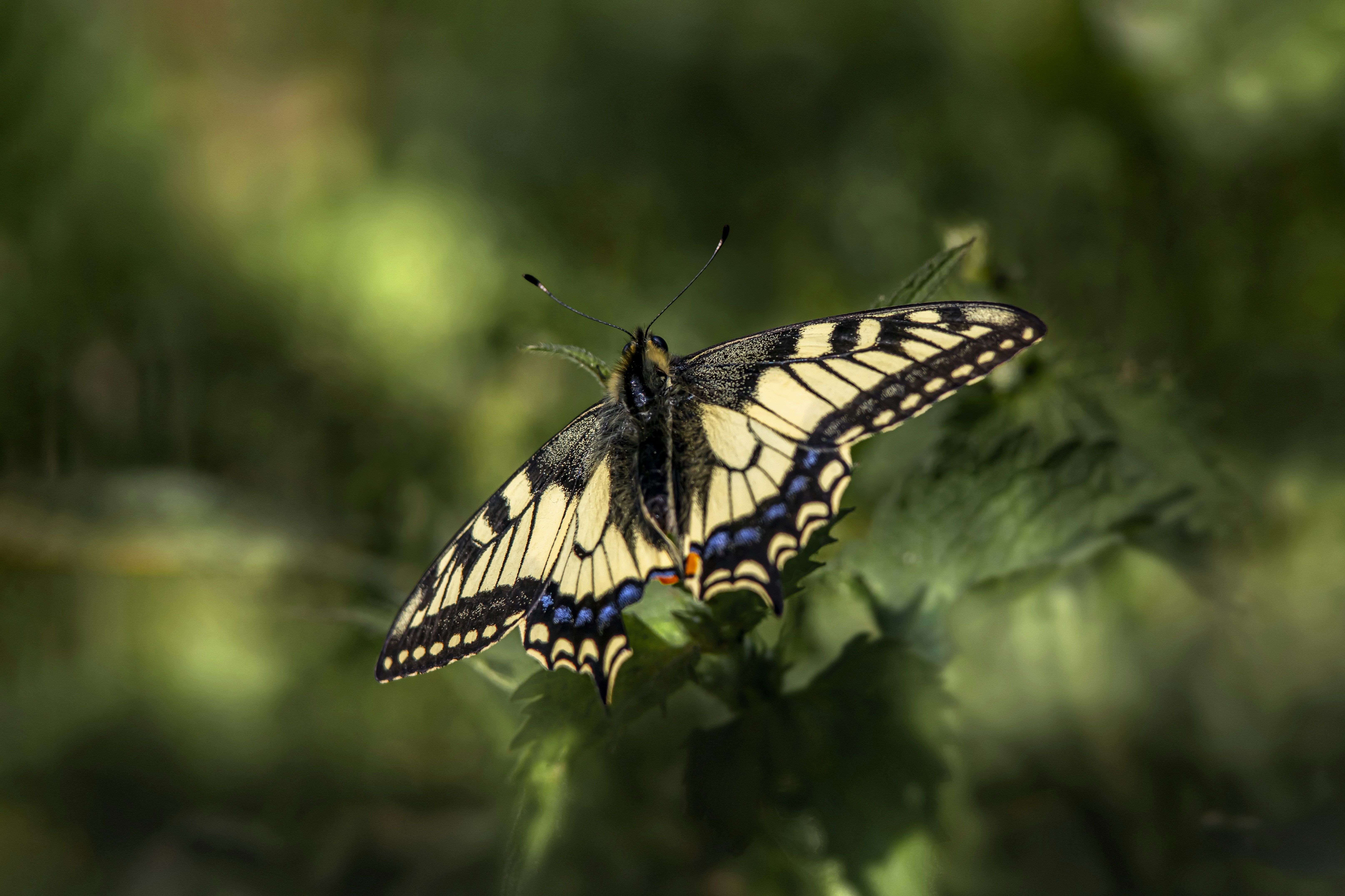 Photo by erik_karits