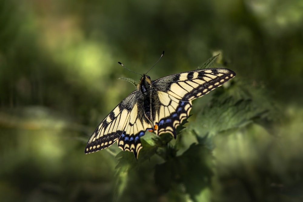 a butterfly sitting on top of a green leaf