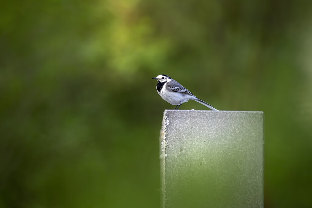 a small bird sitting on top of a piece of glass