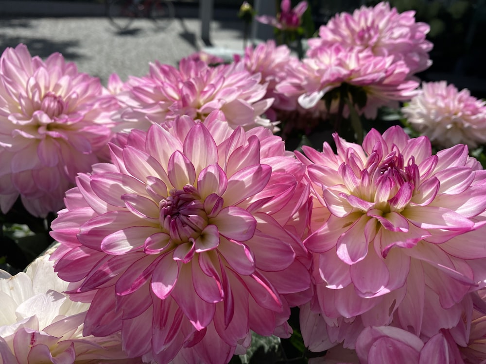 a bunch of pink and white flowers in a garden