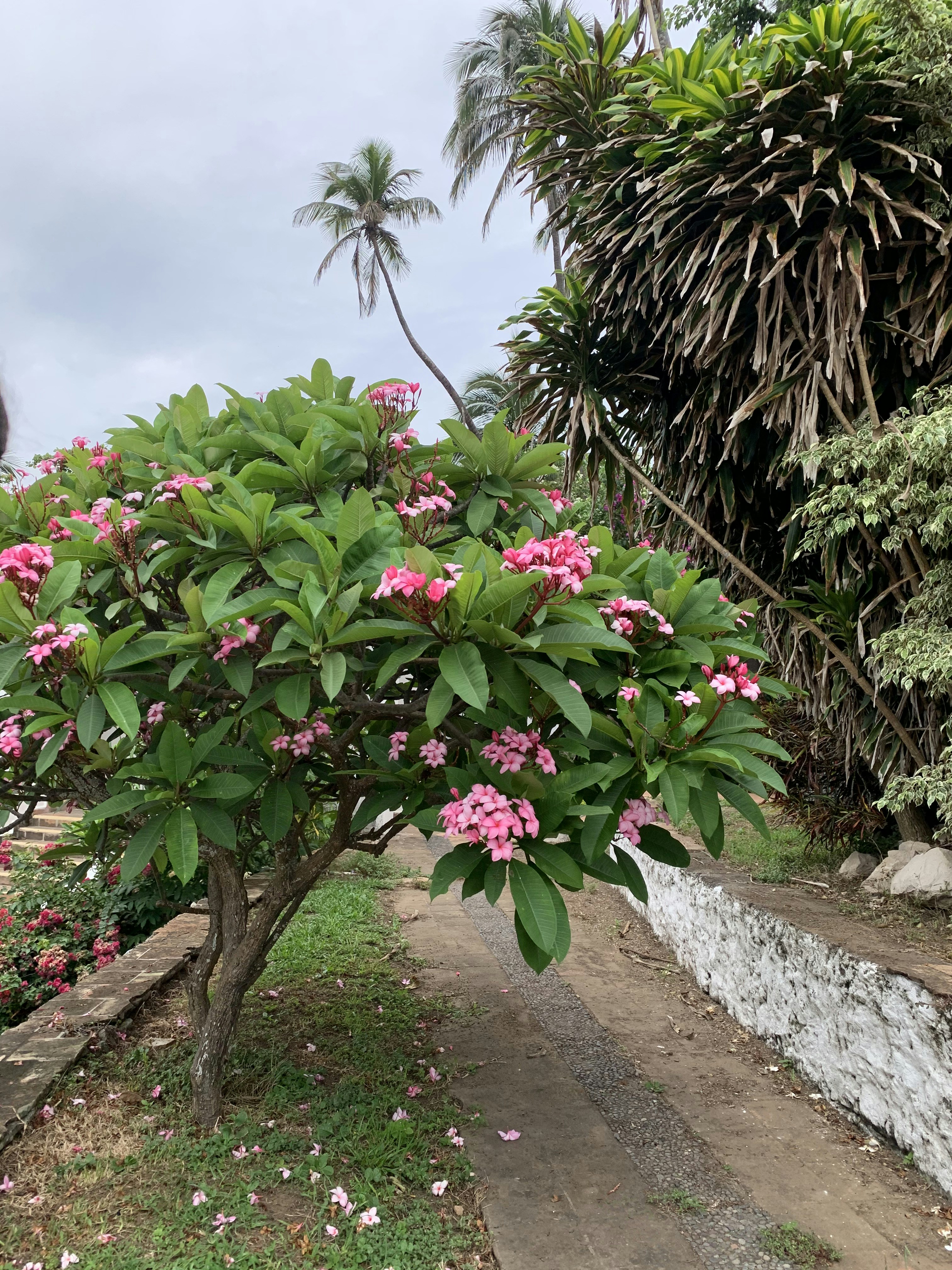 a small tree with pink flowers in a garden