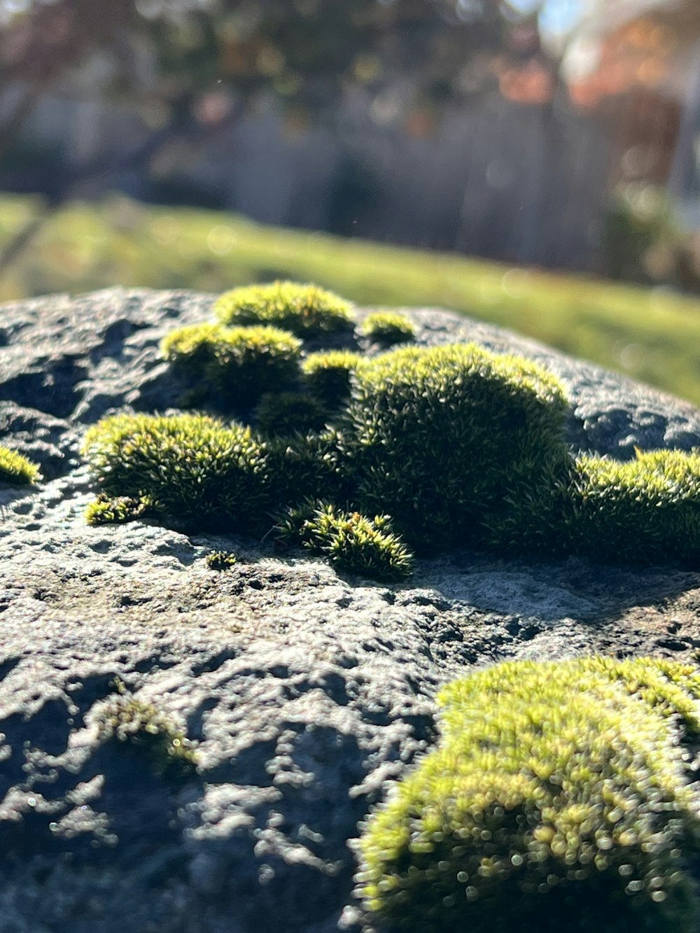 a close up of moss growing on a rock