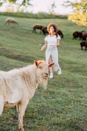 A light-colored goat is standing in a grassy field with a blurred figure of a woman wearing a hat in the background. More goats are grazing on the hillside, and trees surround the area. The atmosphere is pastoral and peaceful.