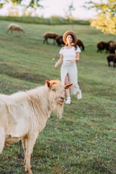 A light-colored goat is standing in a grassy field with a blurred figure of a woman wearing a hat in the background. More goats are grazing on the hillside, and trees surround the area. The atmosphere is pastoral and peaceful.