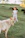 A smiling woman standing beside a lush green pasture with goats grazing peacefully.