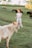 A light-colored goat is standing in a grassy field with a blurred figure of a woman wearing a hat in the background. More goats are grazing on the hillside, and trees surround the area. The atmosphere is pastoral and peaceful.