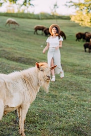 A light-colored goat is standing in a grassy field with a blurred figure of a woman wearing a hat in the background. More goats are grazing on the hillside, and trees surround the area. The atmosphere is pastoral and peaceful.