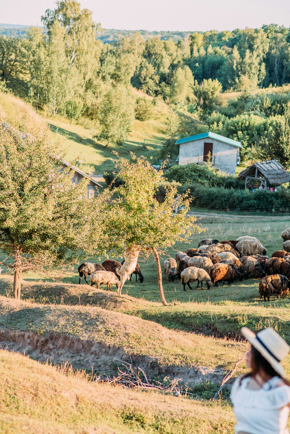 a herd of sheep grazing on a lush green hillside