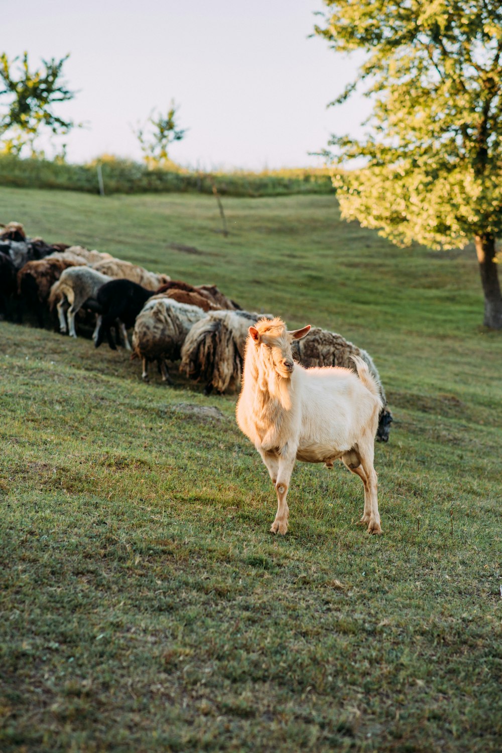 a herd of sheep standing on top of a lush green field