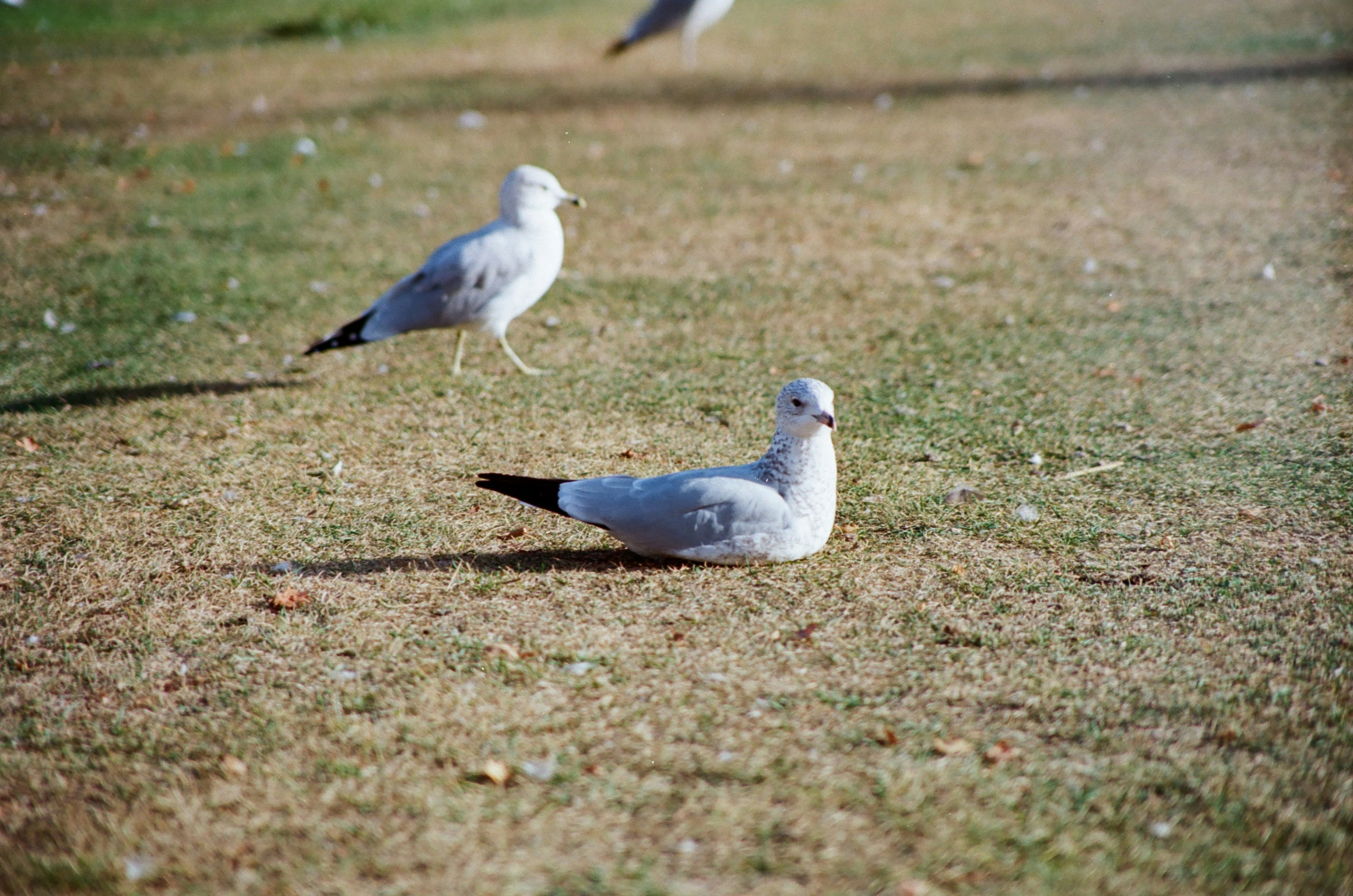 Twin Doves Golf Club course view