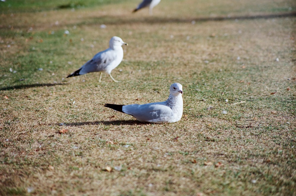 a group of seagulls standing on a grass covered field