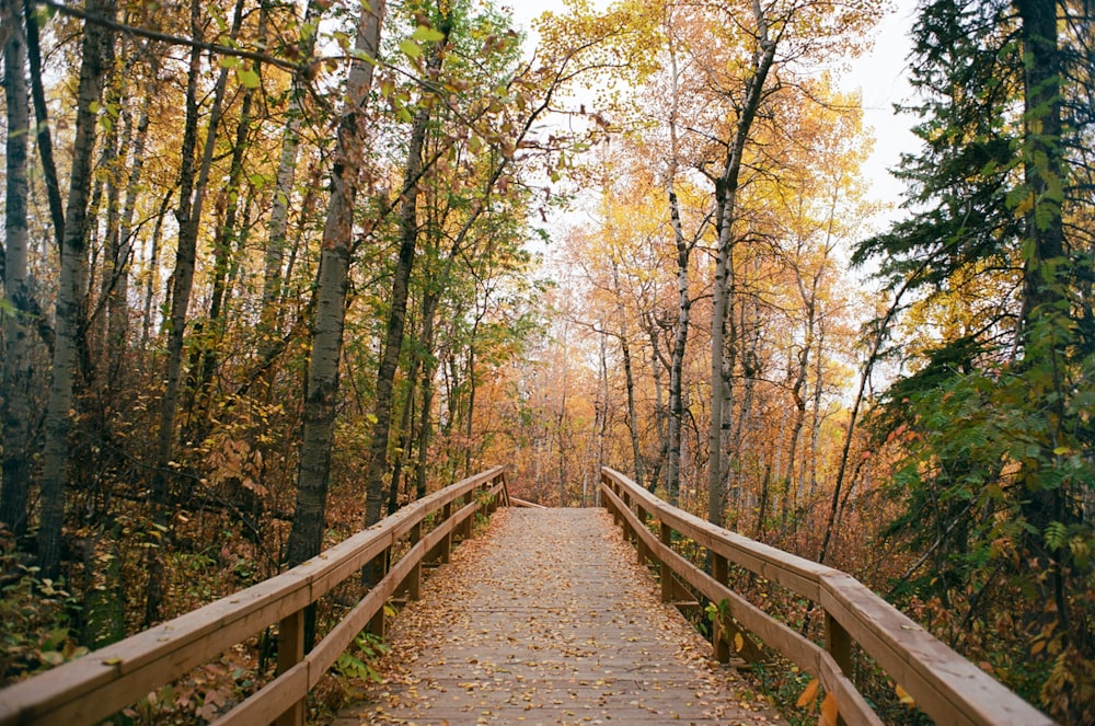 a wooden walkway in the middle of a forest