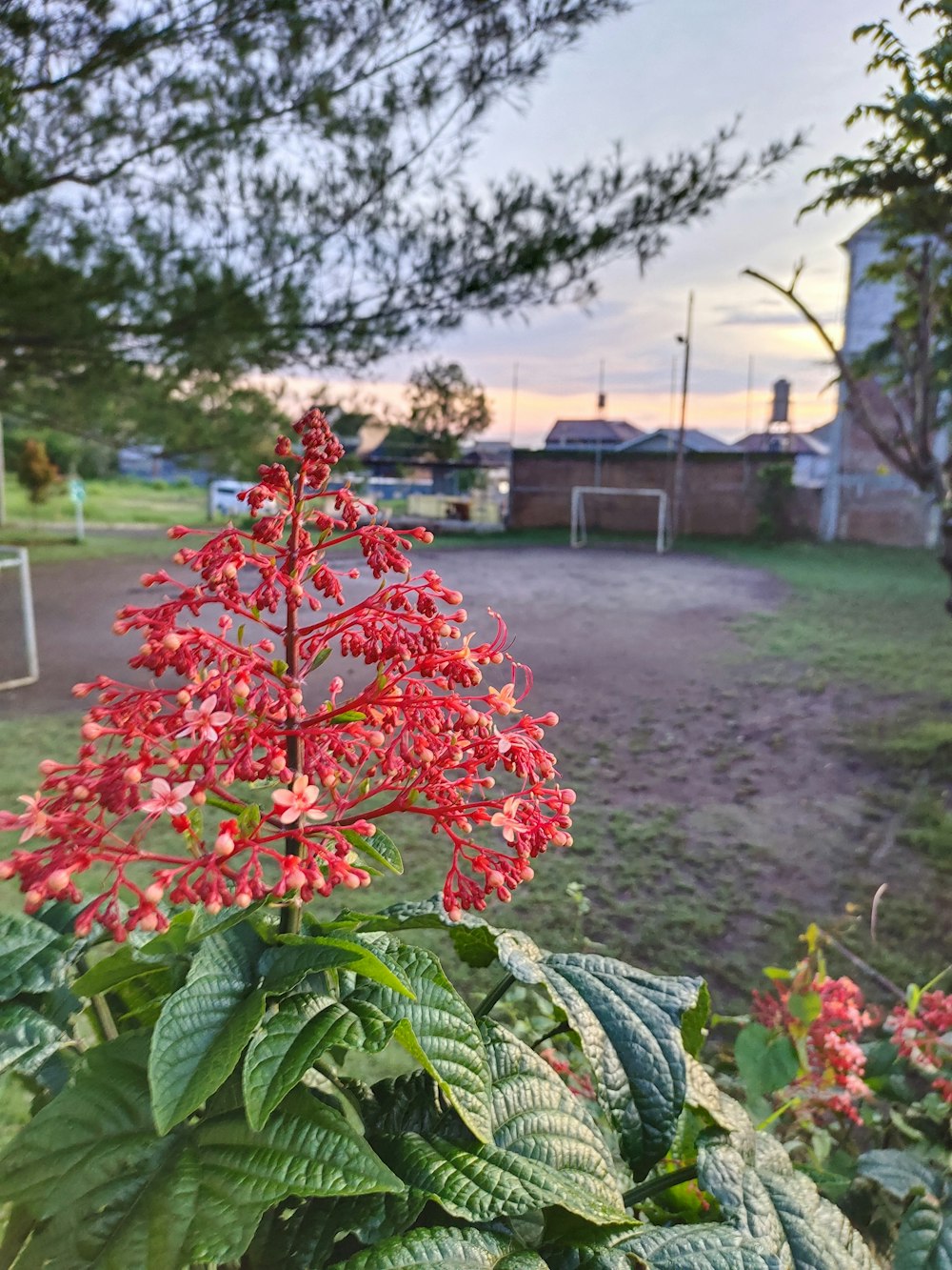 a plant with red flowers in a garden