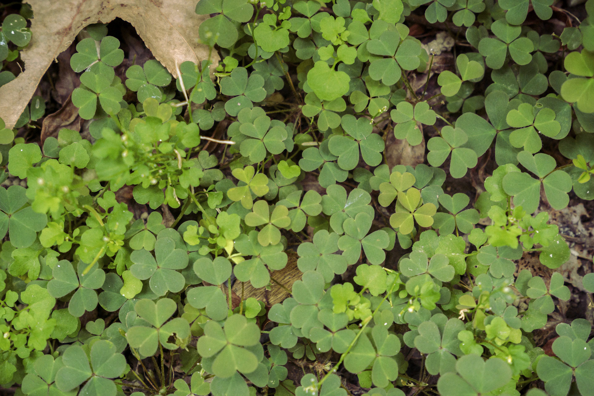 a group of green plants growing in a forest