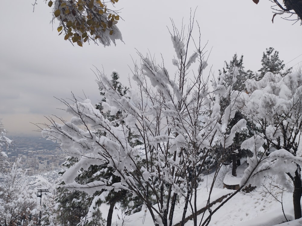 Ein schneebedeckter Baum mit einer Stadt im Hintergrund