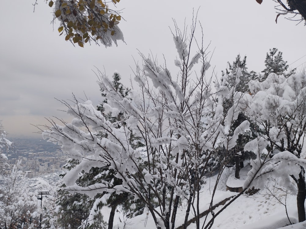 a snow covered tree with a city in the background