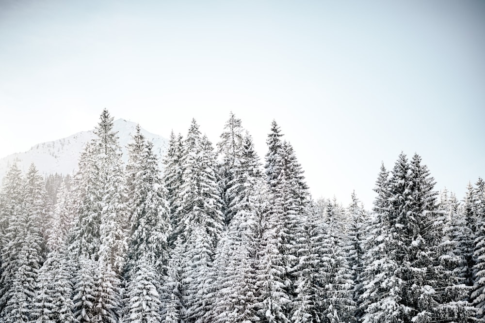 a snow covered forest with a mountain in the background