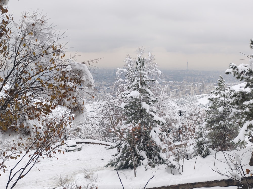 a snowy landscape with trees and buildings in the distance