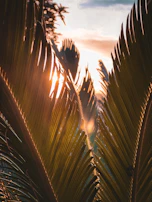 Soft sunlight filtering through palm leaves onto a cozy spa bed with pink linens.