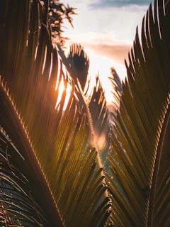 Soft sunlight filtering through palm leaves onto a cozy spa bed with pink linens.