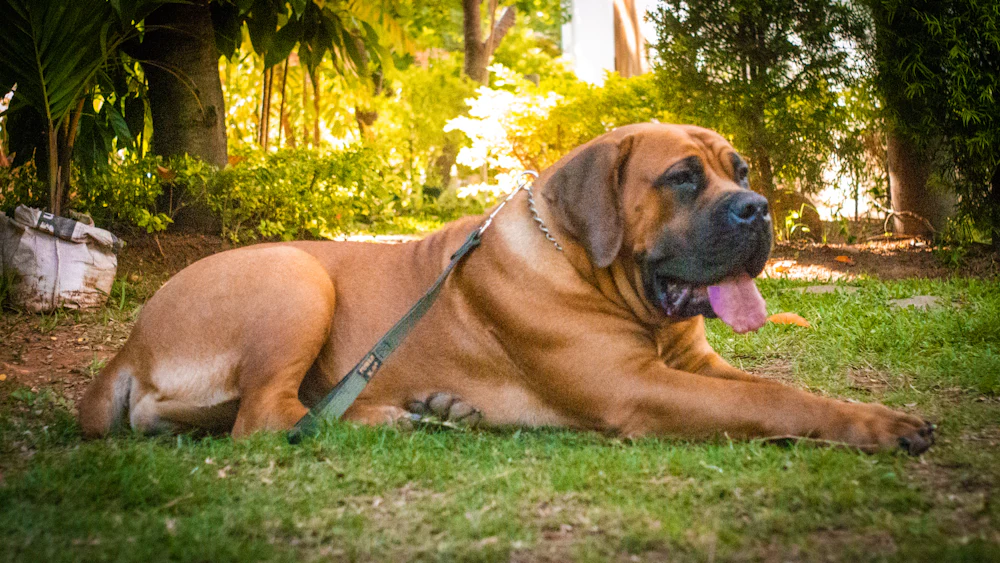 English Mastiff, photo 1