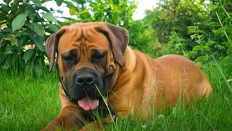Happy dog resting comfortably in a shaded natural outdoor kennel surrounded by greenery.