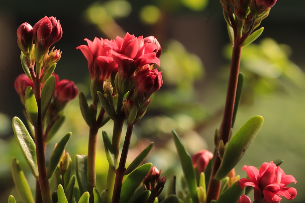 a close up of a plant with red flowers