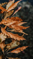 Close-up of dried catappa leaves showing natural texture and color.
