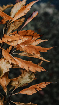 Close-up of dried catappa leaves showing natural texture and color.