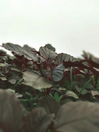 A serene close-up shot of aromatic essential oil bottles surrounded by lush green leaves and soft natural light.