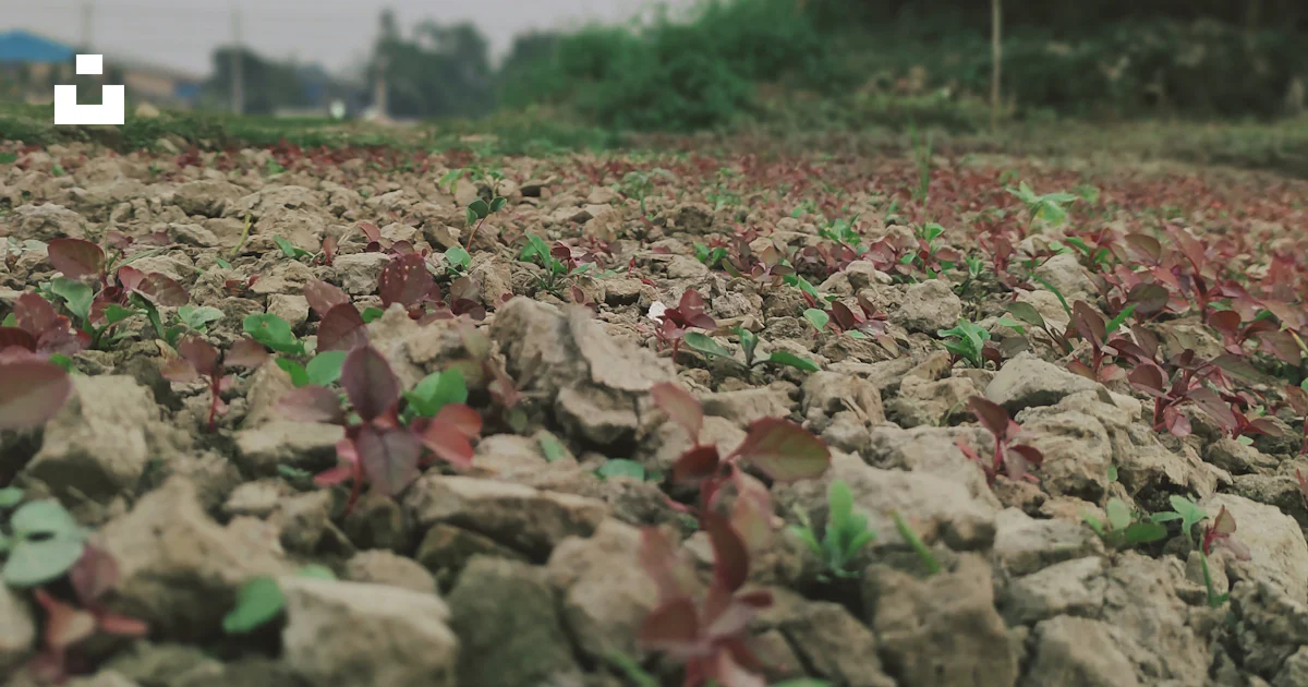 Layed With Rocks A bunch of rocks that are laying on the ground photo – Free Land Image ...