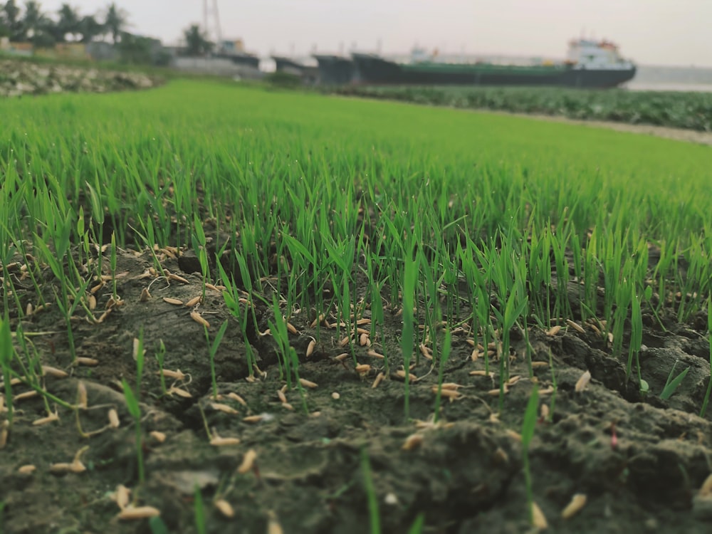 a field of green grass with a boat in the background