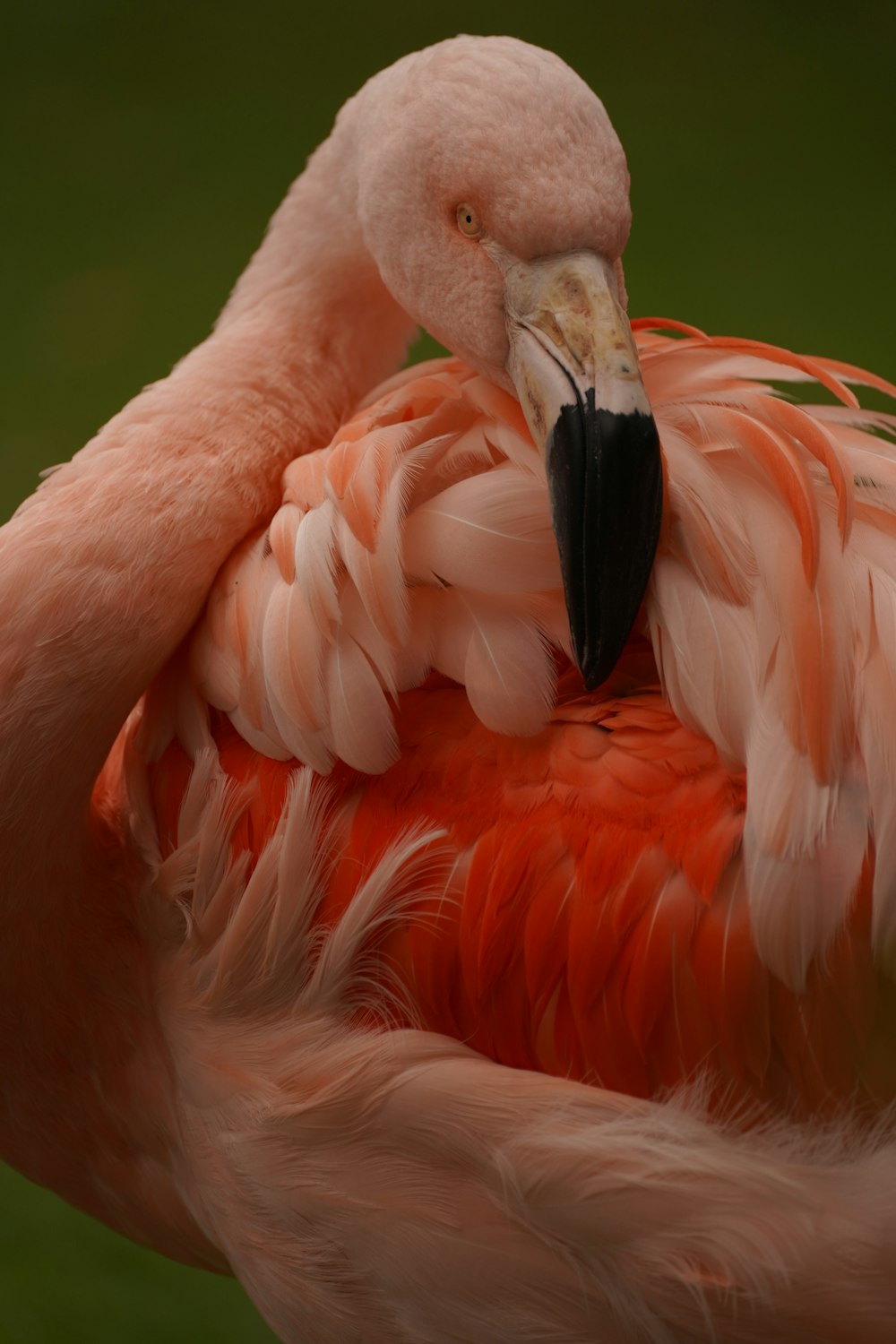a close up of a pink flamingo with a black beak