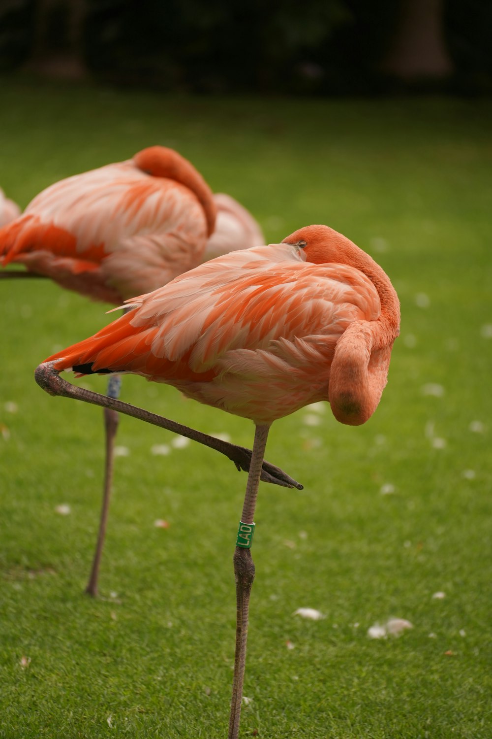 two flamingos are standing on sticks in the grass