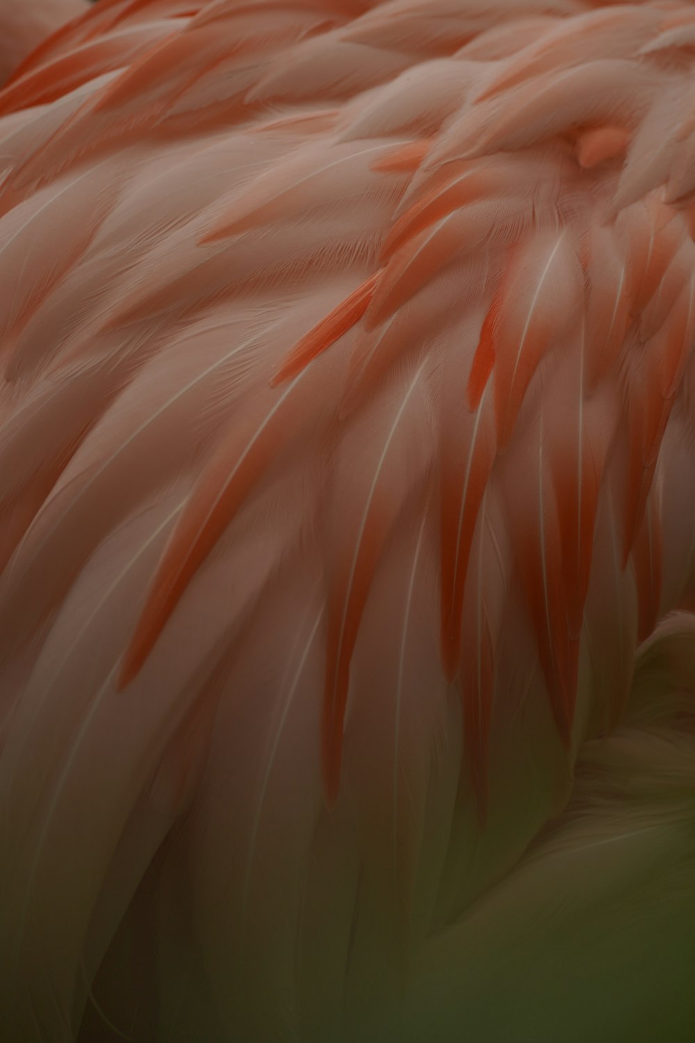 a close up of a pink flamingo's feathers