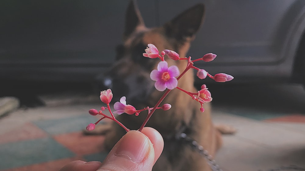 Una persona sosteniendo una flor frente a un perro