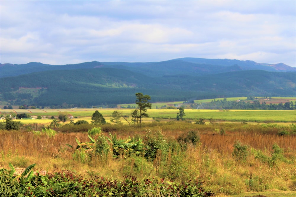 a grassy field with mountains in the background