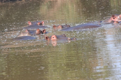 Several hippos are partially submerged in a calm body of water, with their heads and backs visible above the surface. The water reflects the surrounding environment.