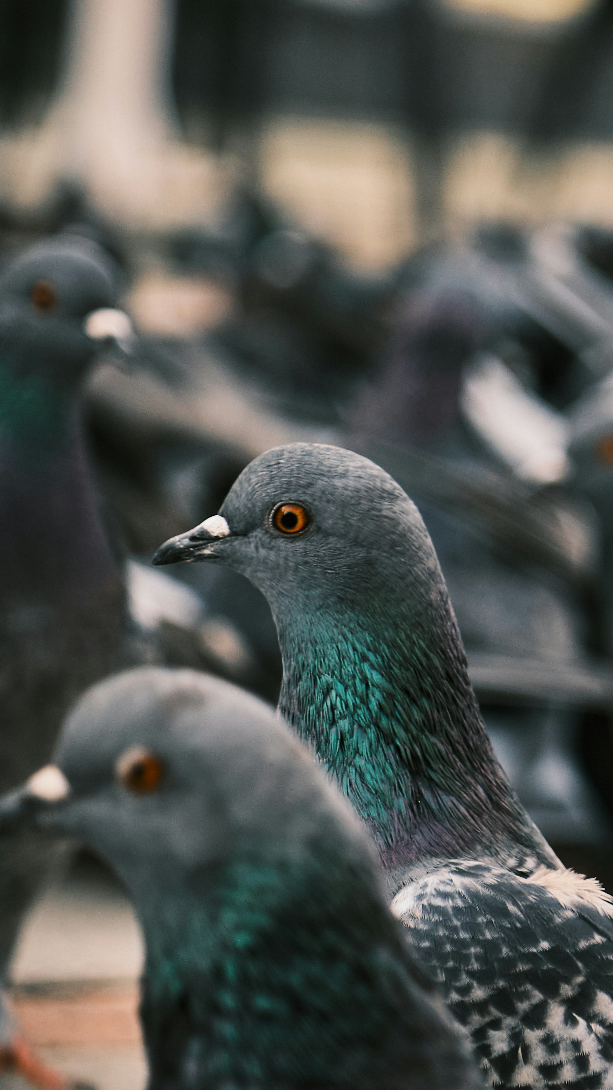 Photo by irfansimsar