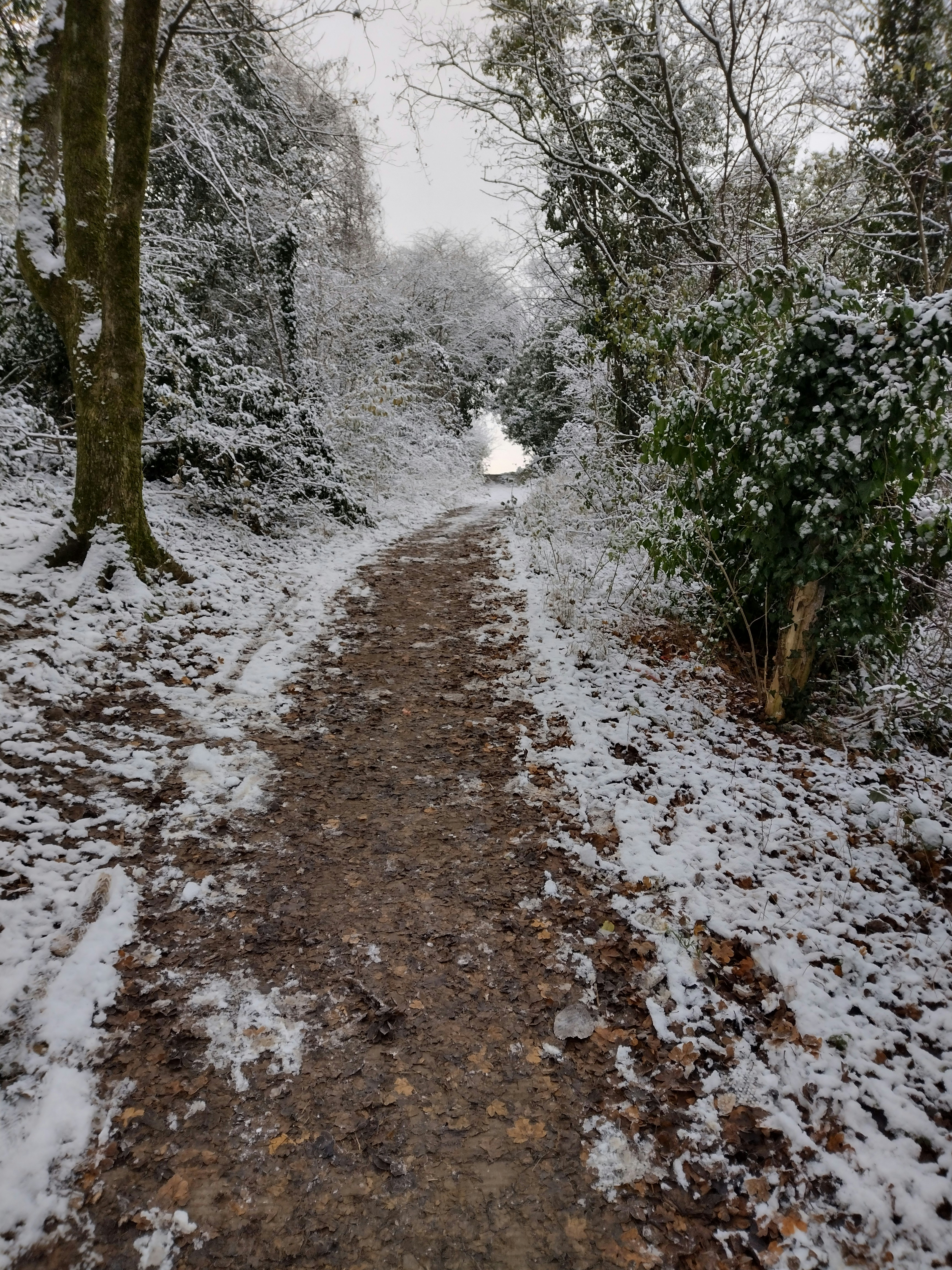 Forest path with light breaking through trees ahead, journey from dark to light, release and freedom